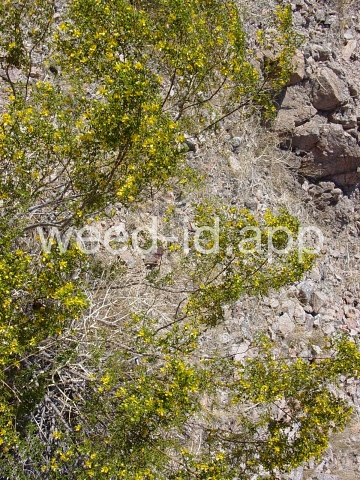 creosotebush